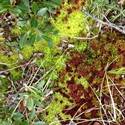 Various sphagnum mosses.